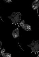 beauty-black-rose-pretty.jpg